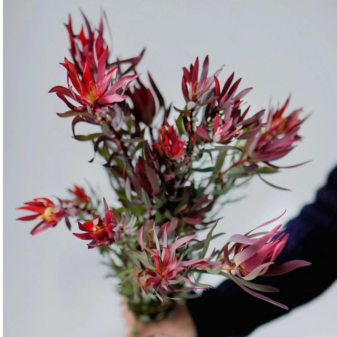 南非进口宽叶木百合鲜花可做干花家庭插花水养花卉基地直发