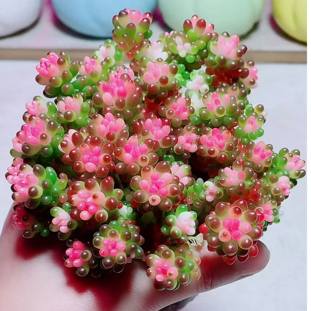 【满18包邮】七彩龙珠多肉植物【带7cm塑料盆】