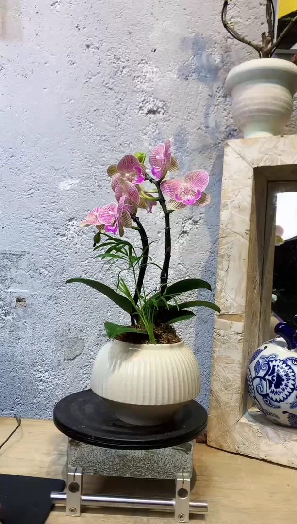 大部分花苞少量开放3422植物杂货店，来淘宝吧