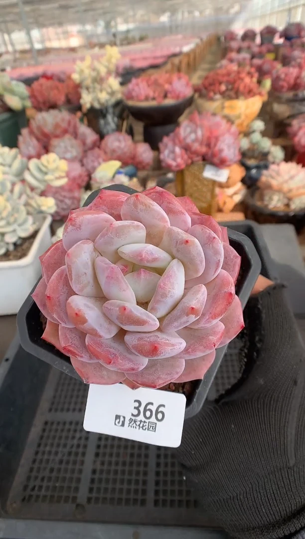 366雪天使一物一拍多肉植物