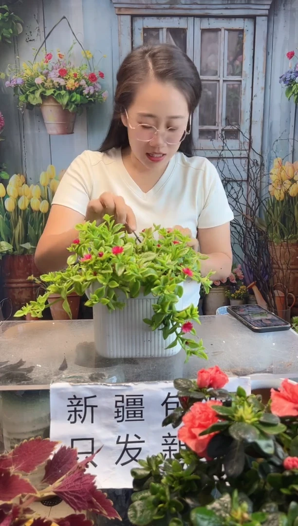 精品牡丹吊篮1盆【送懒人盆】