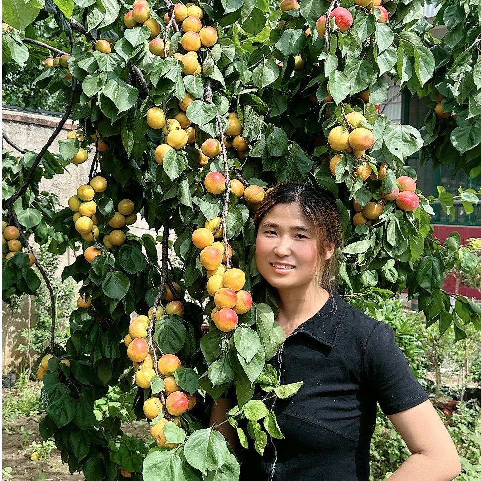 帝王大杏盆栽地栽庭院种植