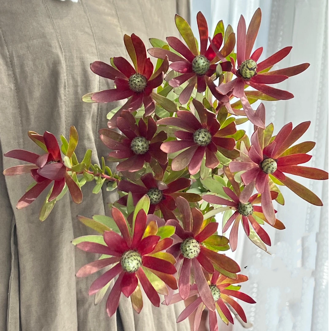 【南非木百合果】稀缺花材可做干花
