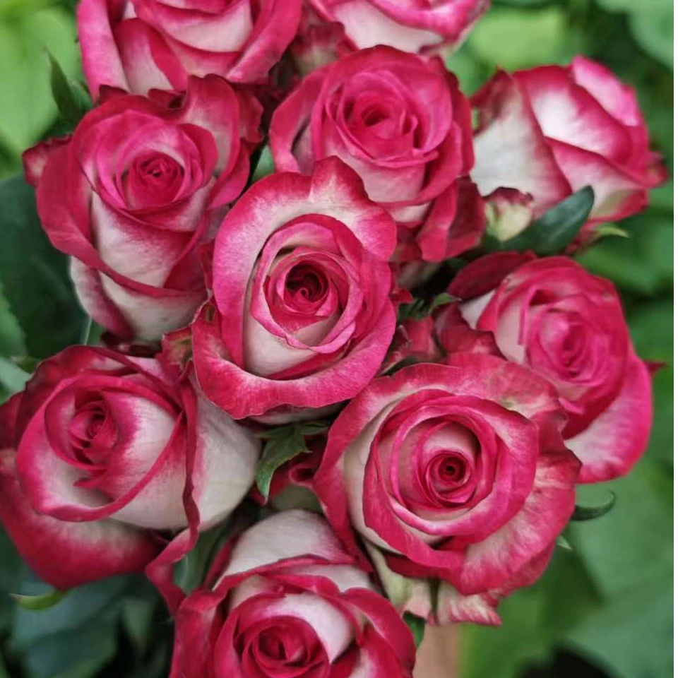 覆盆子冰 新品高杯切花月季