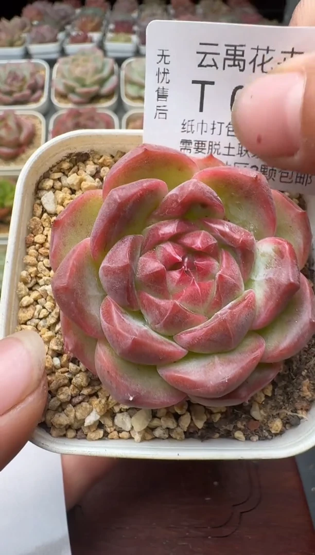 090T带盆土发(6.5cm杯） 当场拍3颗以上包柚 多肉植物