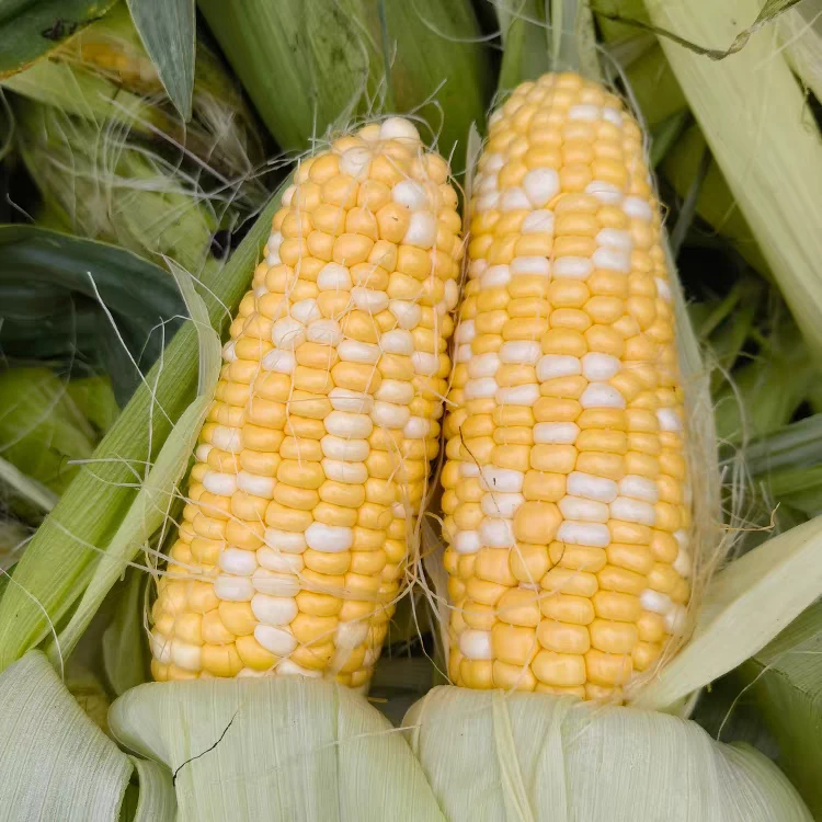 农家自种金银玉米