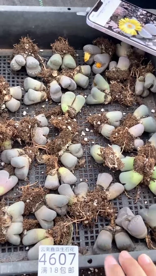 4607特价大津绘有疤瑕疵发货1颗量拍
