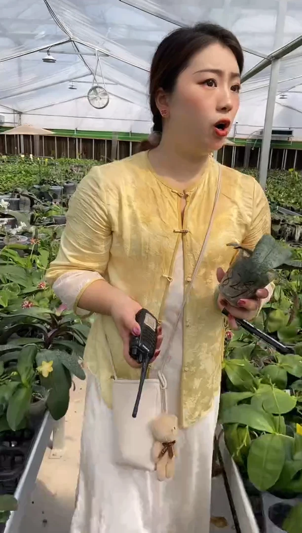 完全开放花****鱼2.5杯虎斑西蕾丽
