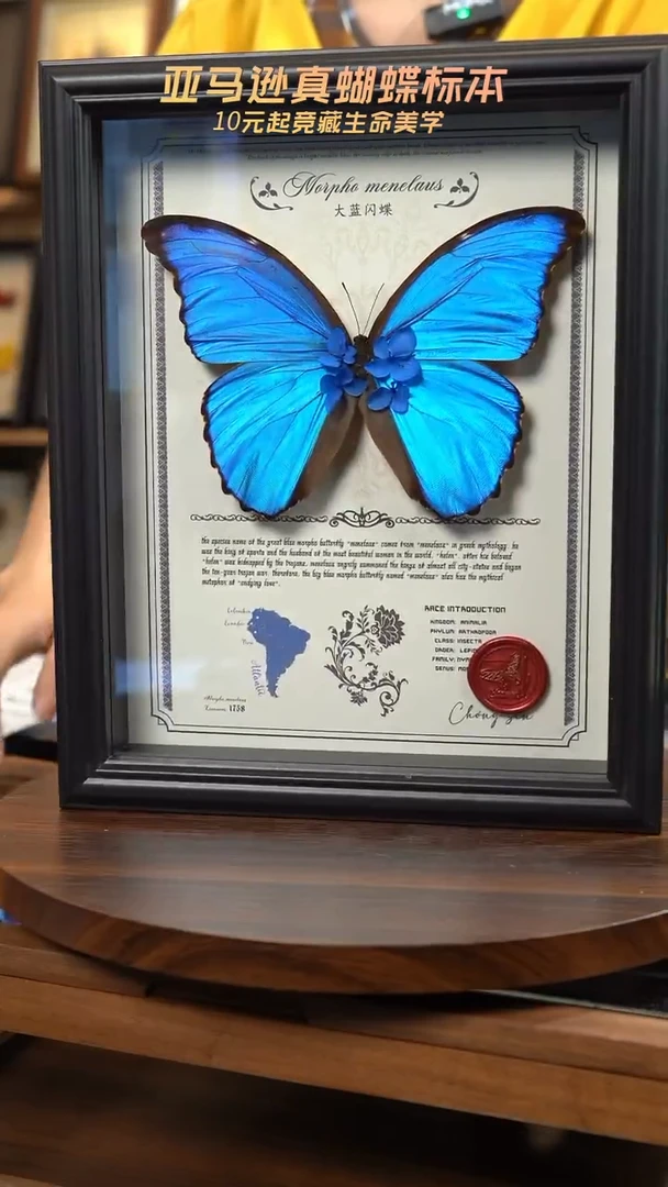 微瑕蝴蝶标本摆件一口价m218