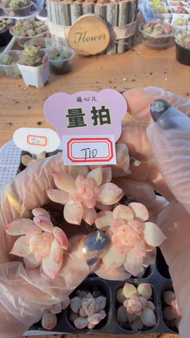 t10 单双混 3颗量拍混发 满9.9包邮