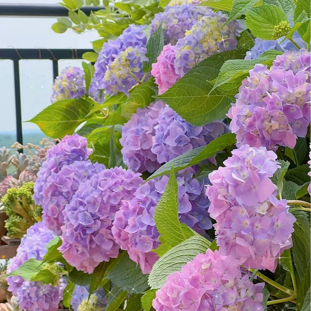 无尽夏 小2加仑（云） 粉紫色 后期会变色 生花苞绣球花卉