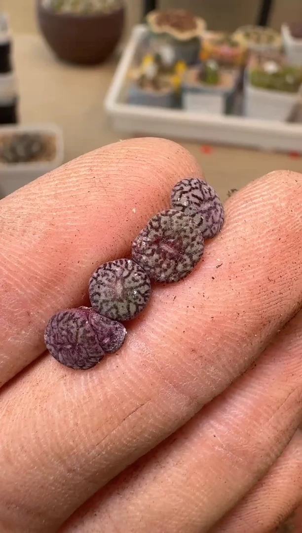 多肉植物肉锥脱土发21-141