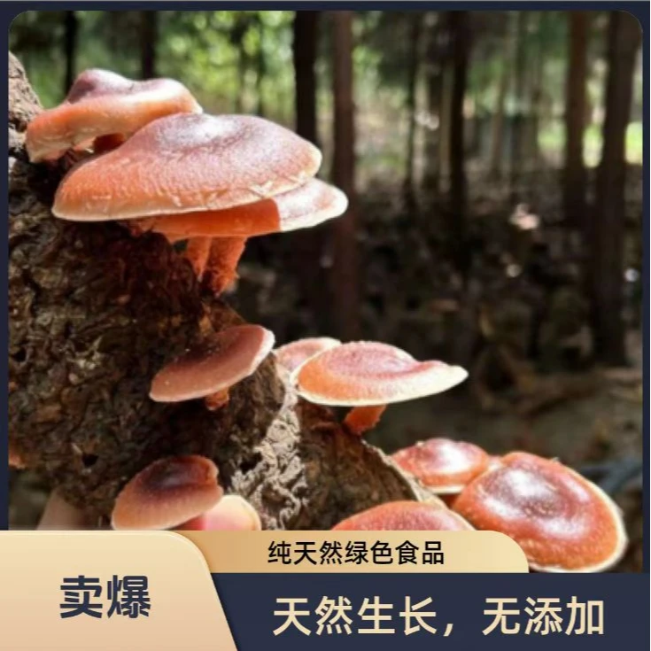 【邮政自营】贵州大山马桑菌现采直发