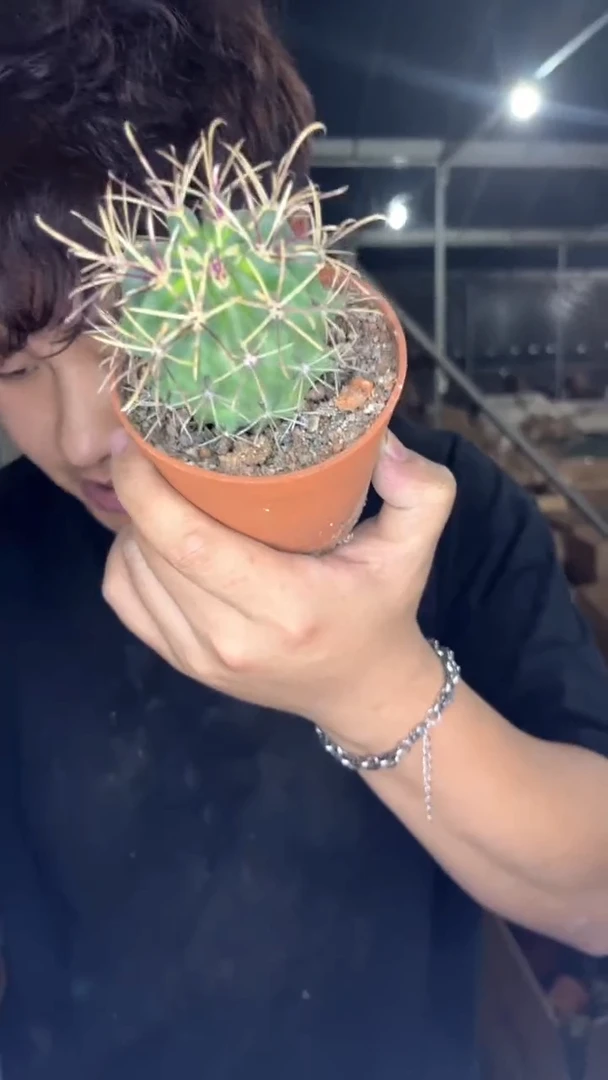 黑罗刹「带根」