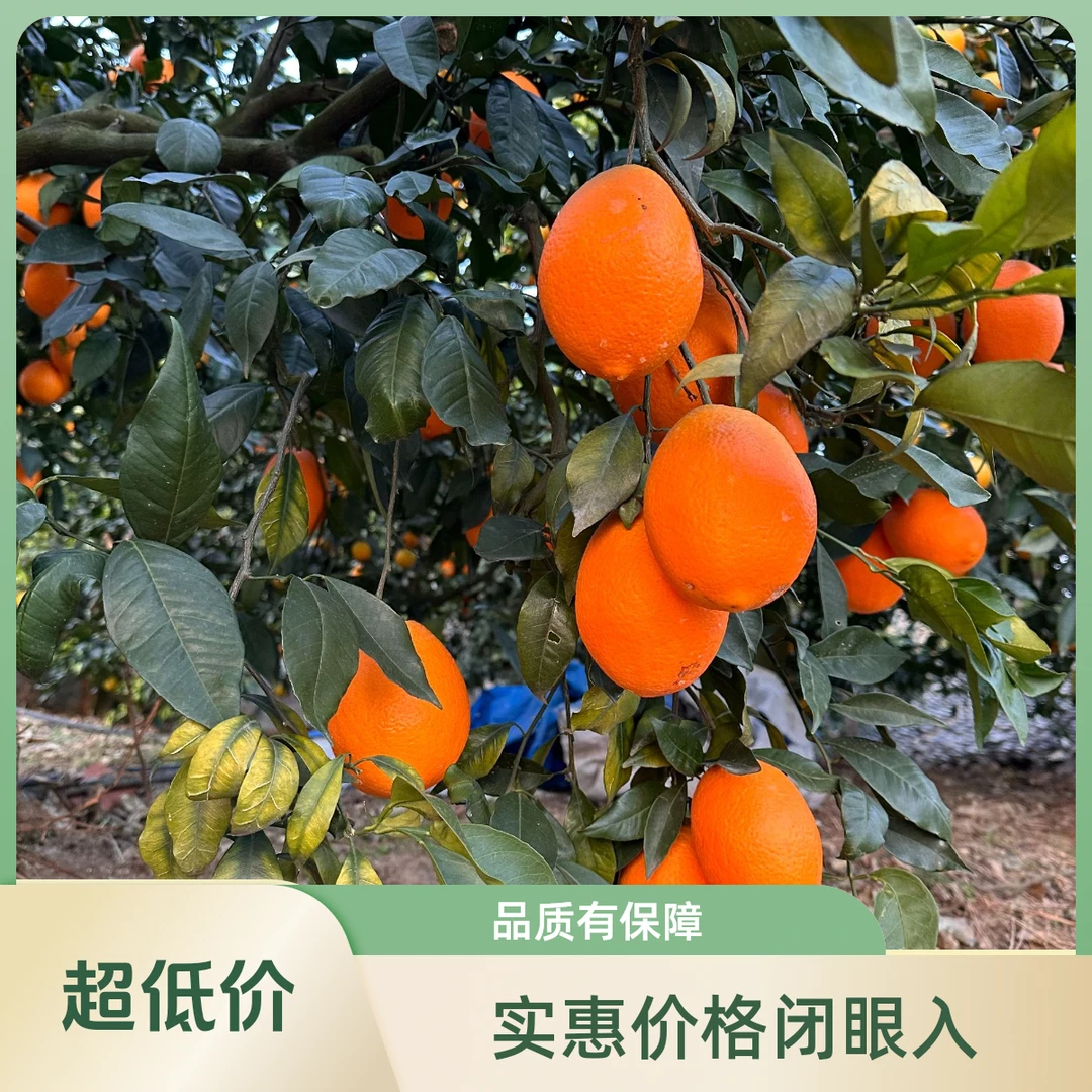 重庆奉节脐橙纽荷尔橙子当季新鲜水果孕妇春橙 整箱现摘产地直发奉节脐橙重庆市