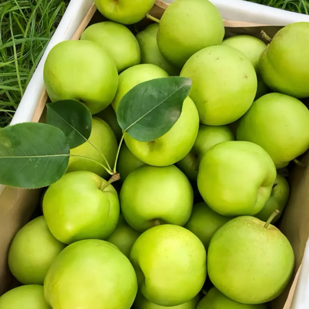 江苏翠玉梨密梨苹果梨 香甜可口 新鲜采摘江苏省