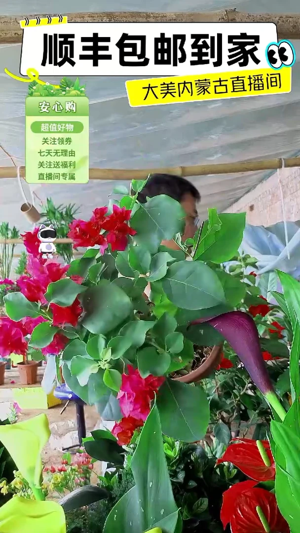完全开放重瓣同安红