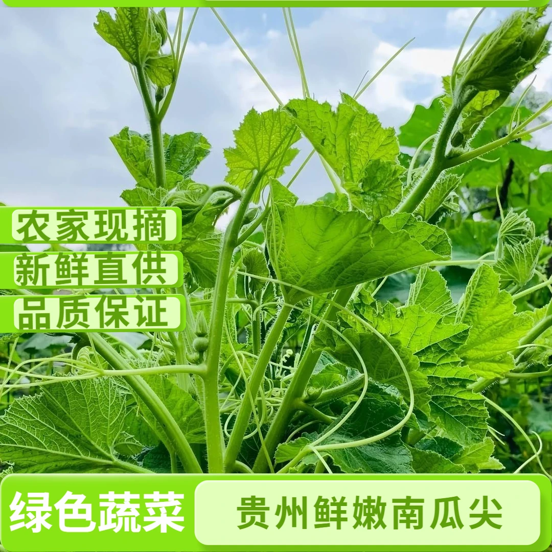 【贵州南瓜尖】南瓜藤南瓜苗鲜嫩龙须菜鲜南瓜芽现摘现发当季蔬菜