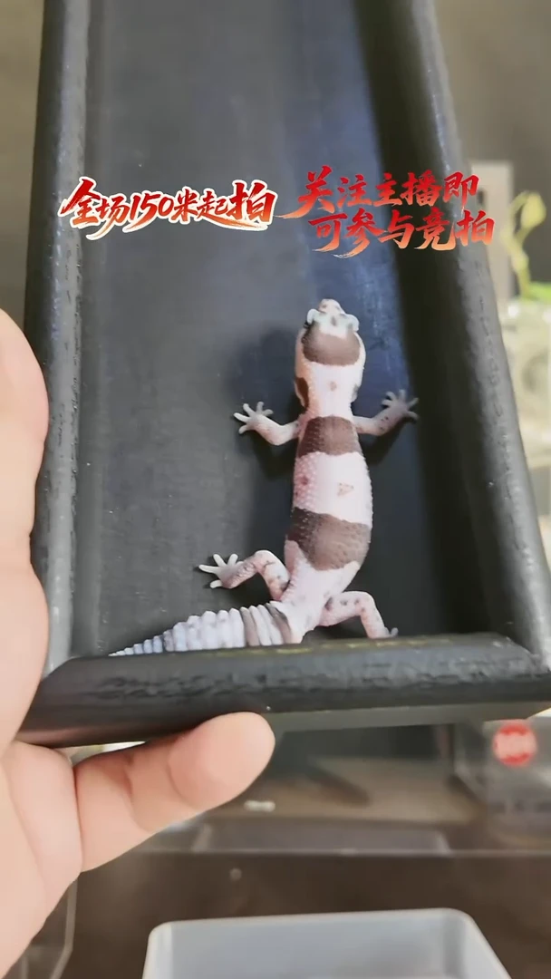 肥尾守宫奶奥肥尾