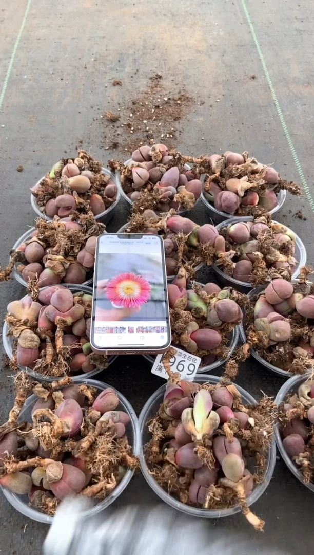 1969特价紫帝玉有疤瑕疵发货1碗量拍