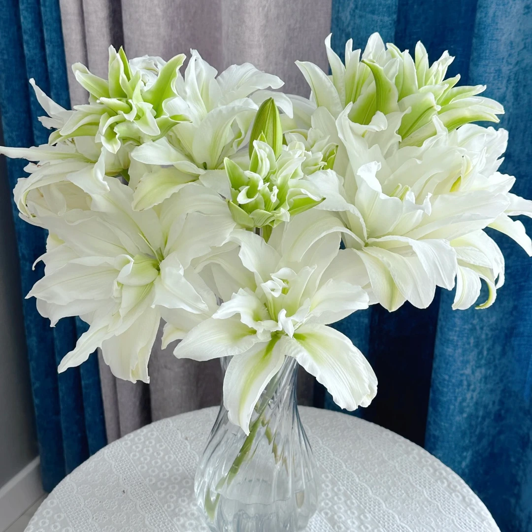 （爱莎）香水百合鲜花东北产地直发重掰百合