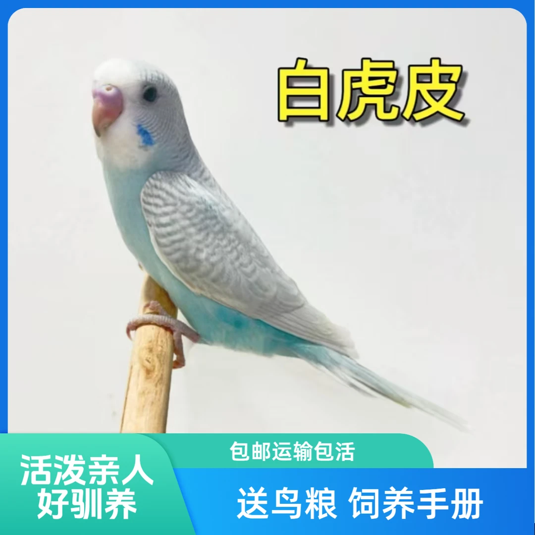 虎皮鹦鹉 可手养 可学说话 可繁殖 亲人小体宠物
