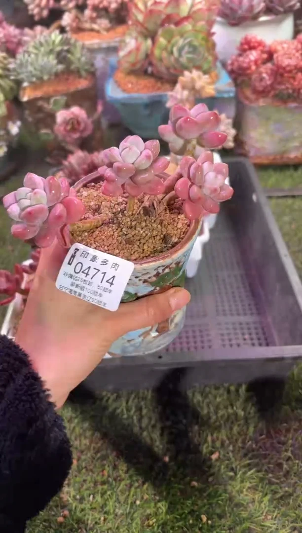 【闪购商品】04714