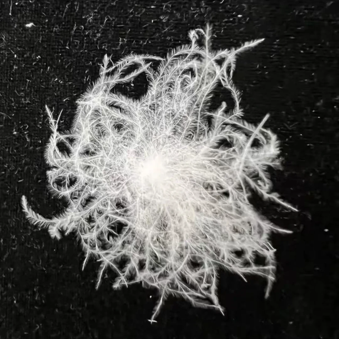 【散装白鹅绒】95%东北老鹅绒填充羽绒服羽绒被抱枕等/一两装