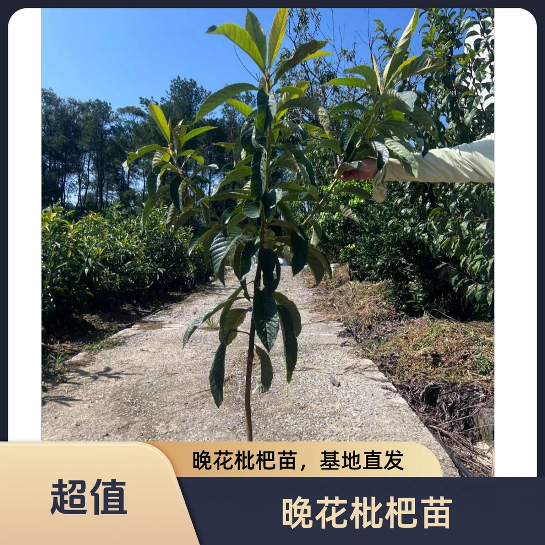春花枇杷苗（杯苗，裸根）南北方均可种植基地直发