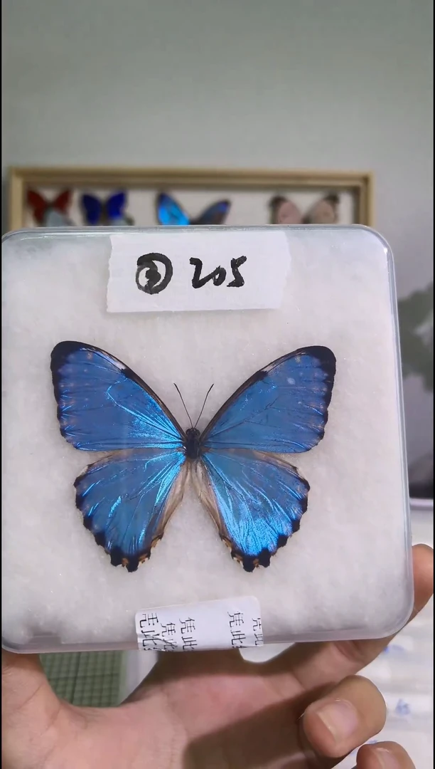 真蝴蝶标本一图一物3