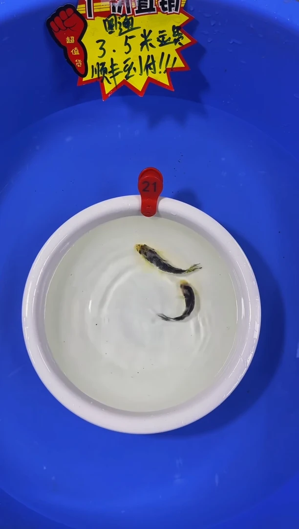 锦鲤活体二号链接