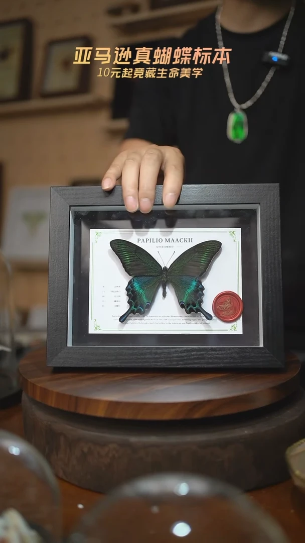 绿带翠凤蝶夏型8寸黑框国风版