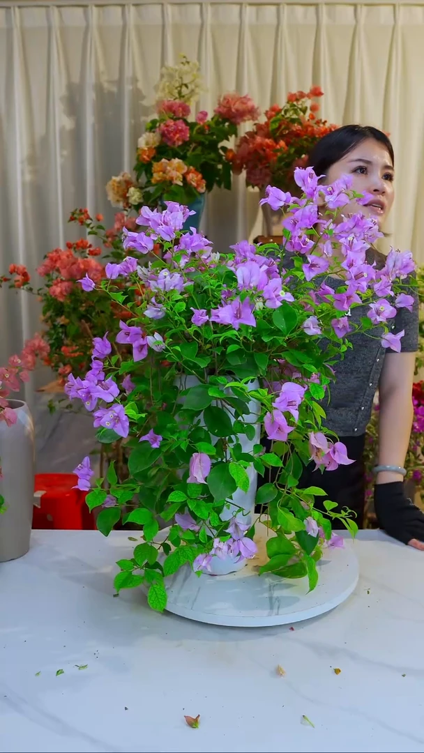 大部分开放少量花苞雪紫