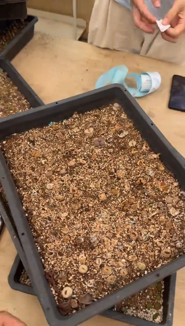 11-158多肉植物肉锥