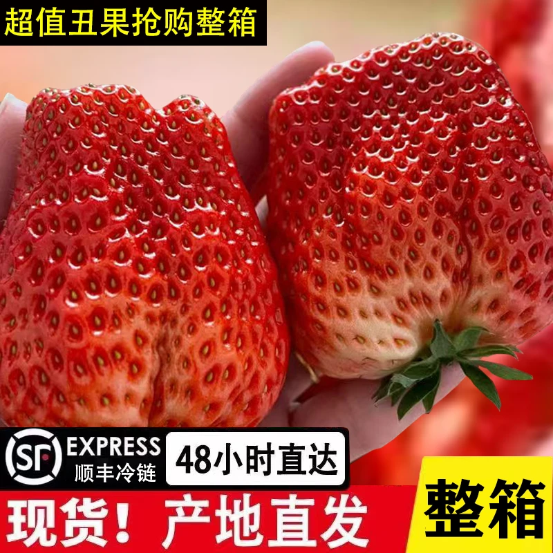 长丰红颜奶油草莓特大丑草莓多倍体畸形草莓非丹东九九多倍体草莓