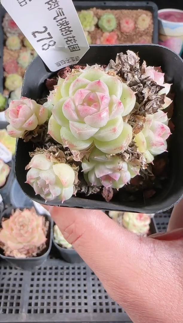 1201-278多肉群生不包整