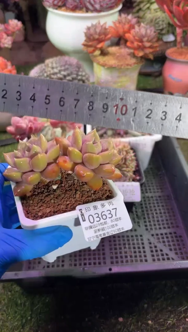 【闪购商品】03637