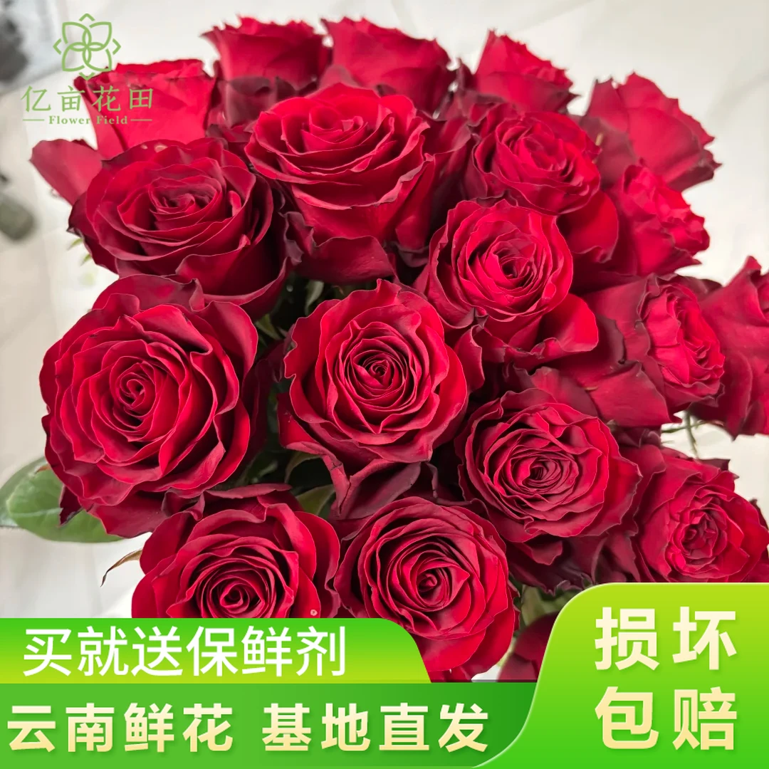 【高原红玫瑰花10支】中秋好礼鲜花 全店任意两件升级顺丰送货上门