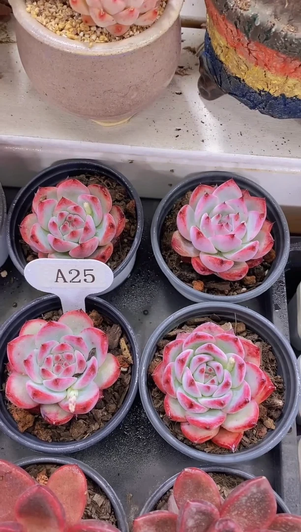 【闪购商品】A25-卡罗拉（量拍）