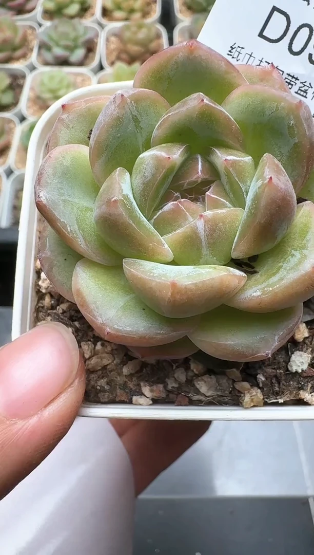 900D云禹多肉植物 带盆土纸巾打包 3颗包邮