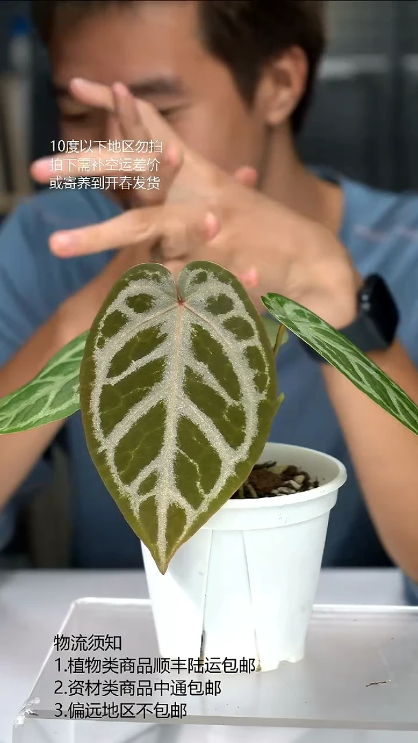 完全开放闪烁F1优选01