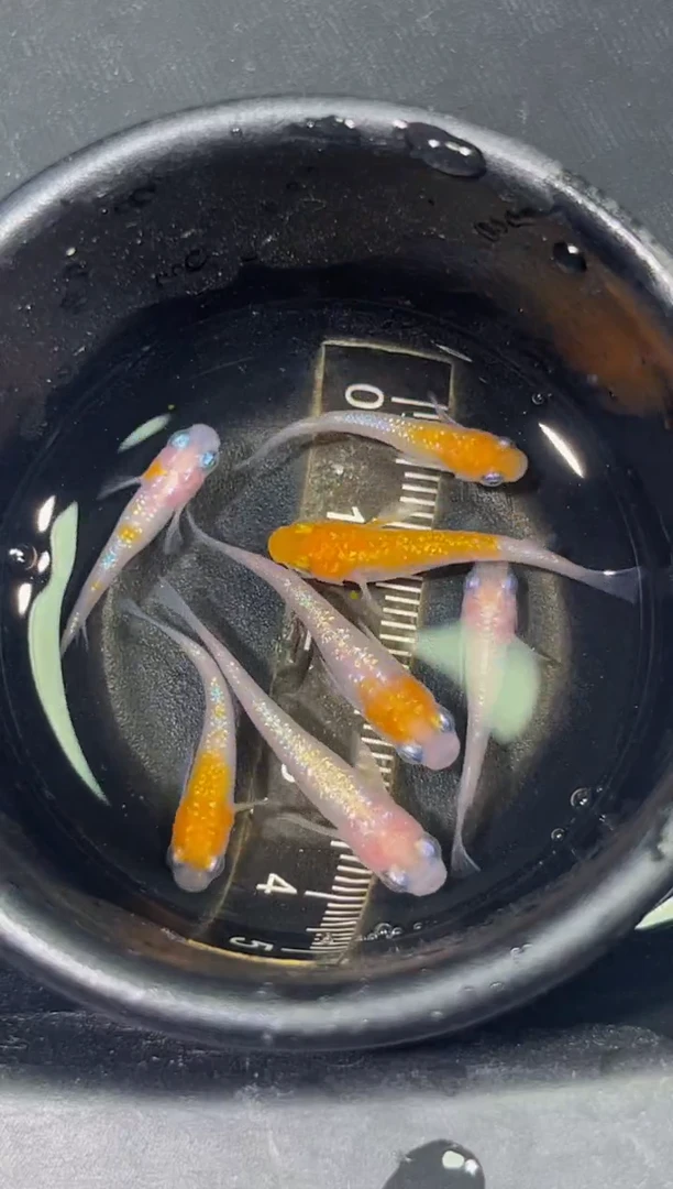 青鳉鱼观背青鳉一物一拍30