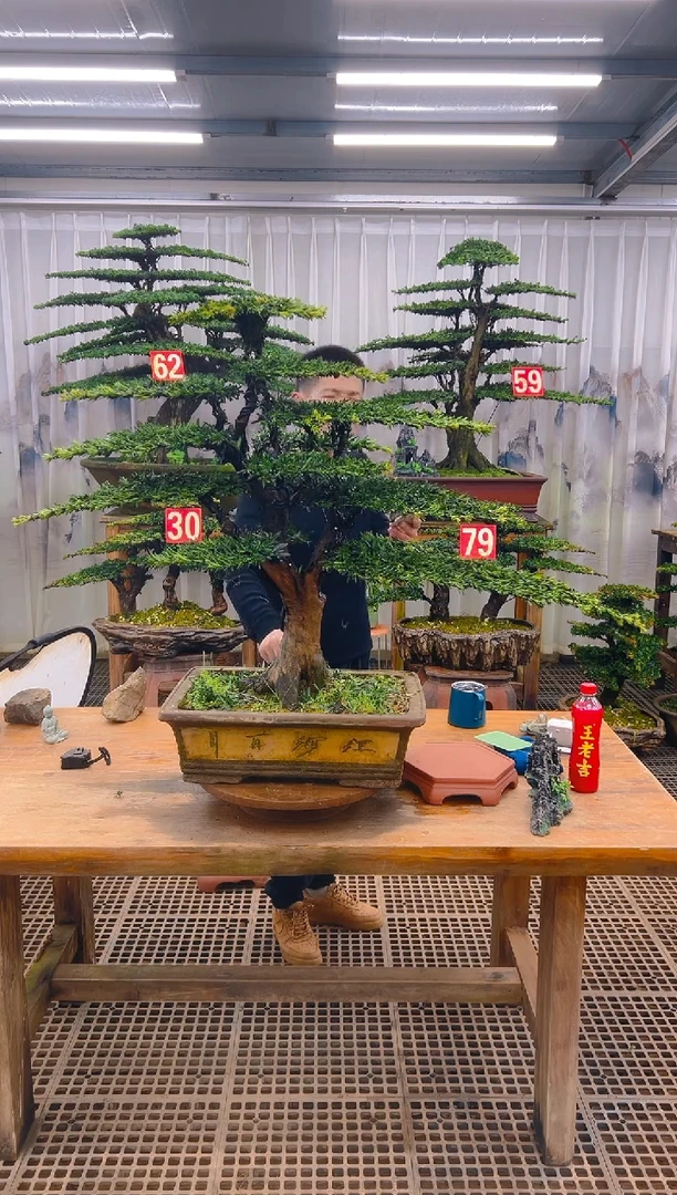 无花朵笑**云精品盆景直播间一物一拍