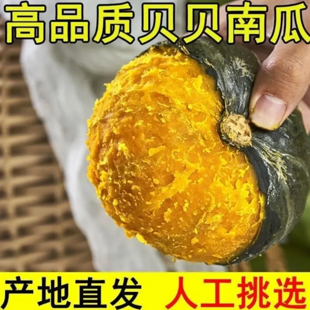 正宗贝贝南瓜粉糯香甜健康营养肉厚新鲜蔬菜板栗味粉糯好吃