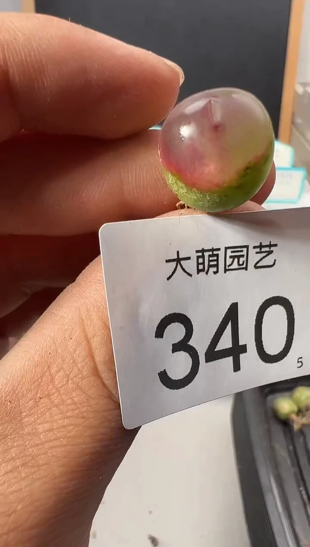 【闪购商品】++++340