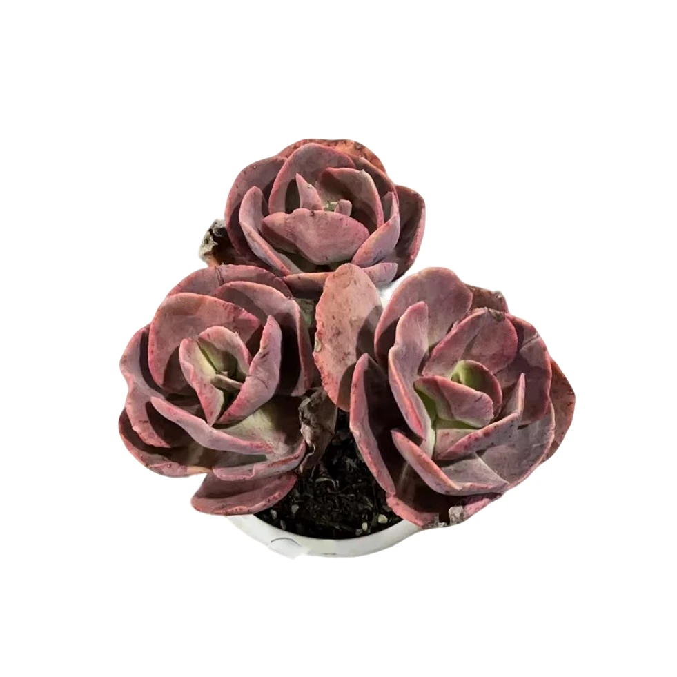 精品多肉【秀研】新手家庭空气净化植物