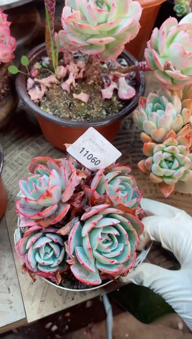 【闪购商品】11060