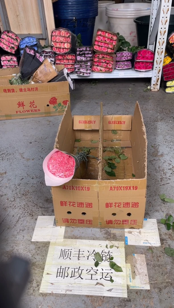 粉钻康乃馨  6扎（共120枝）