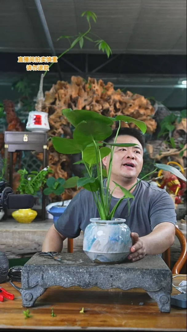 完全开放龟背竹345T