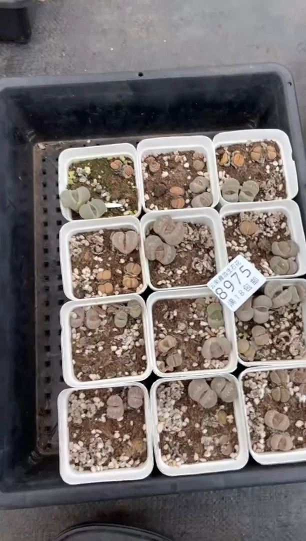 【闪购商品】8975特价大牙12盒脱土微瑕